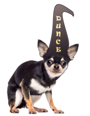 Chihuahua wearing DUNCE hat